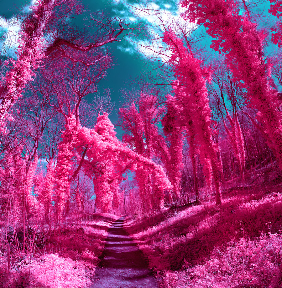 Arboretum at Lucy Bell Gallery with Zoe Sim