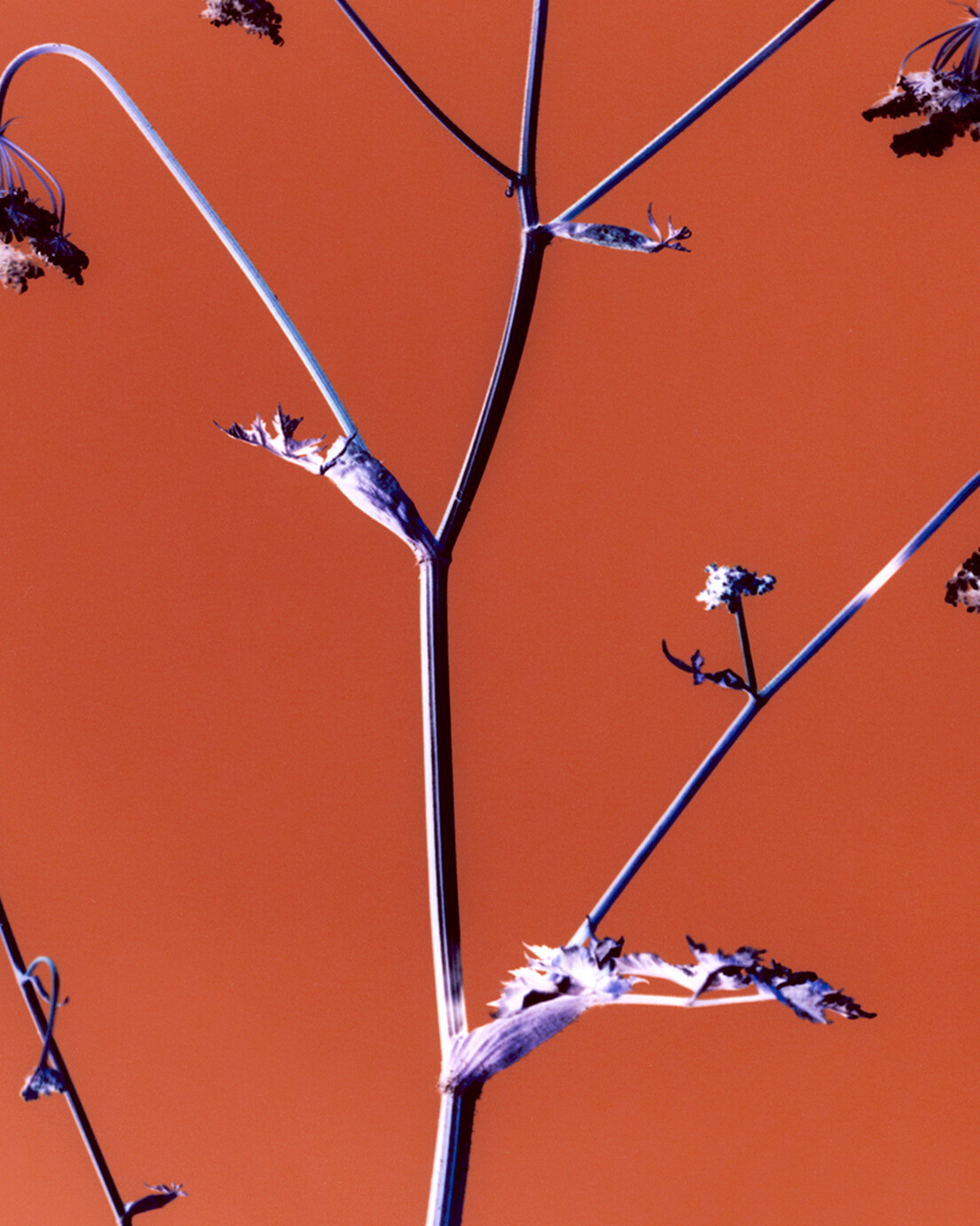 Brendan Barry – Flowers with Bea